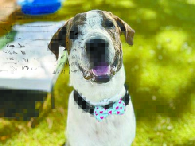 Pet of the Week